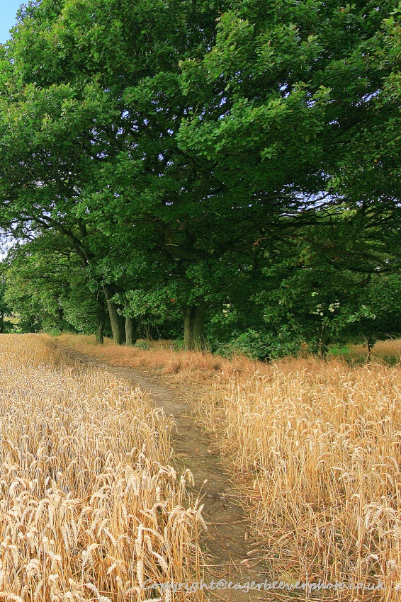 Forest Woodland Field Art & Photography by Artist Chris Beever 23