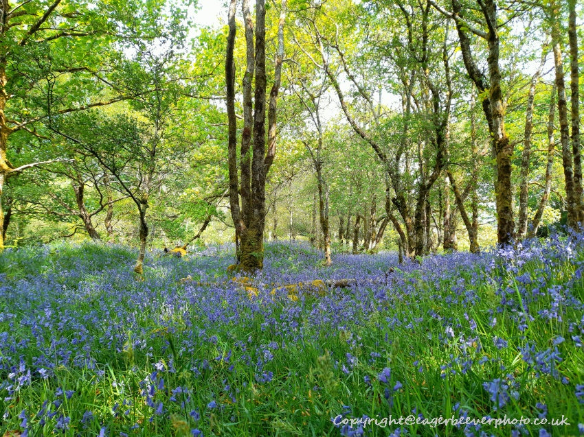 Forest Woodland Field Art & Photography by Artist Chris Beever 26