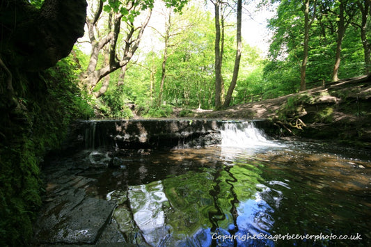 Forest Woodland Field Art & Photography by Artist Chris Beever 27