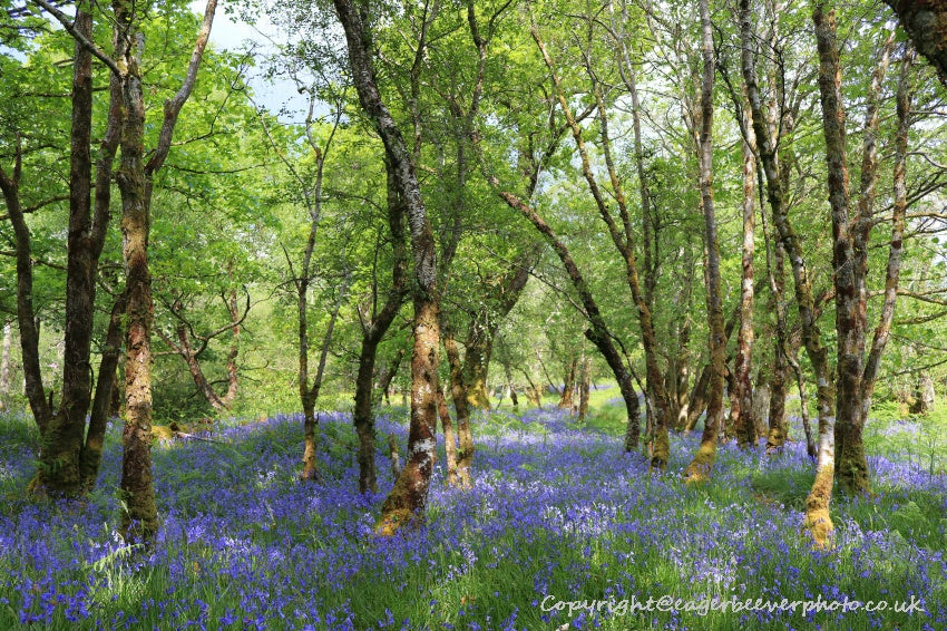 Forest Woodland Field Art & Photography by Artist Chris Beever 28