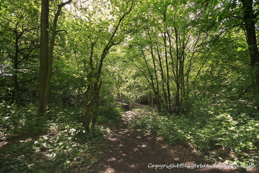Forest Woodland Field Art & Photography by Artist Chris Beever 29