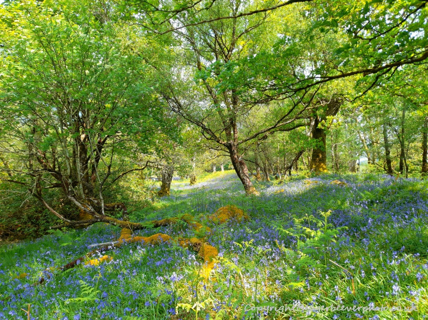 Forest Woodland Field Art & Photography by Artist Chris Beever 4