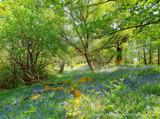Forest Woodland Field Art & Photography by Artist Chris Beever 4