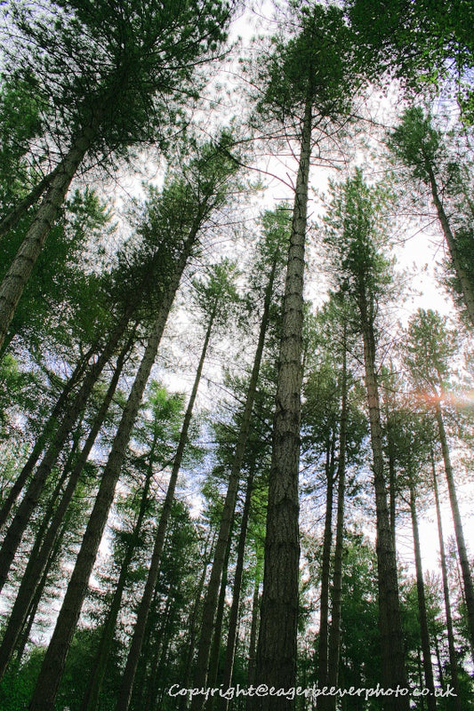 Forest Woodland Field Art & Photography by Artist Chris Beever 5