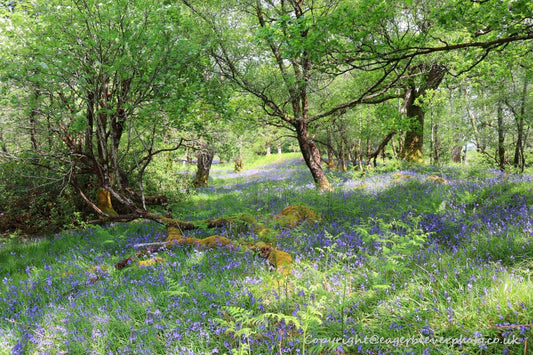 Forest Woodland Field Art & Photography by Artist Chris Beever 6