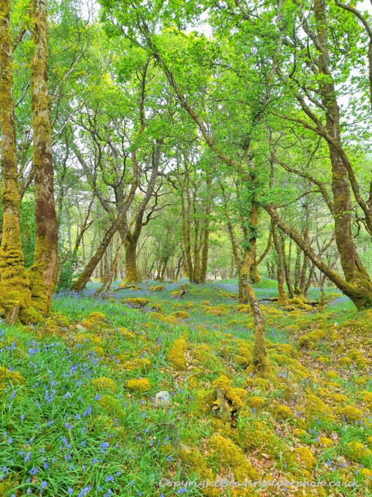 Forest Woodland Field Art & Photography by Artist Chris Beever 7