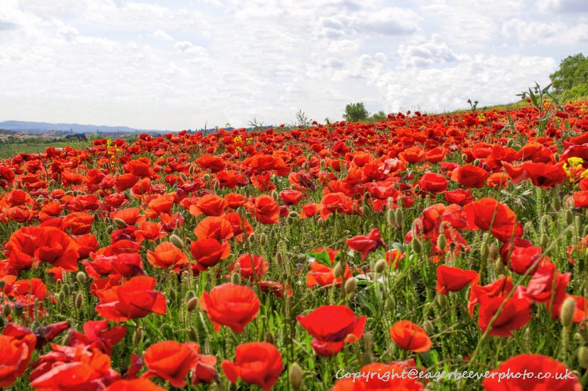 Forest Woodland Field Art & Photography by Artist Chris Beever 8