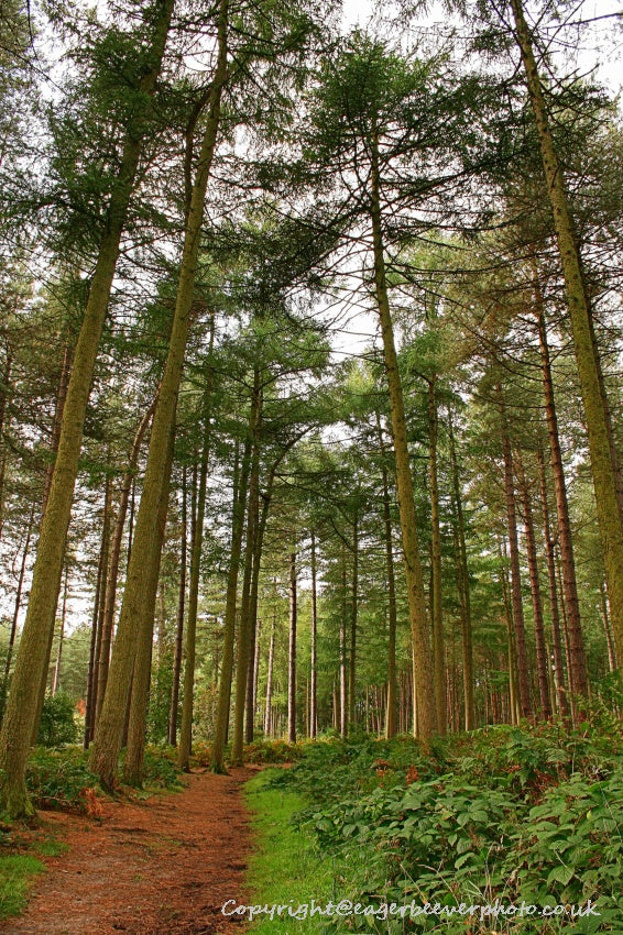 Forest Woodland Field Art & Photography by Artist Chris Beever 9