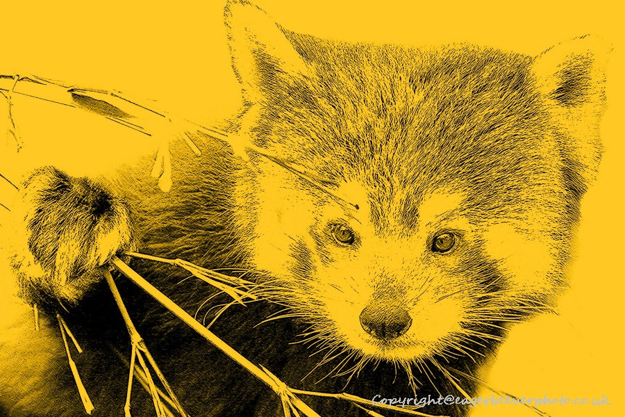 World Wildlife Pop Art by UK Artist & Photographer Chris Beever 11