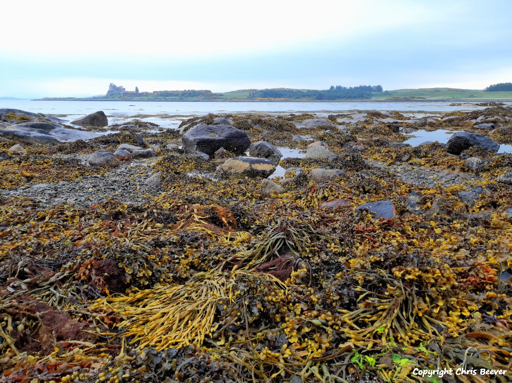 Duart Bay and Castle Isle of Mull Scotland UK Landscape wall art and home office décor by Wigan UK Landscape Artist and Photographer Christopher Beever Available as a S to XXXL Canvas, poster, aluminium, wooden, Acrylic, framed, print, wall art, Cushion, sofa throw, blanket and more in the Eager Beever Printing Shop. 