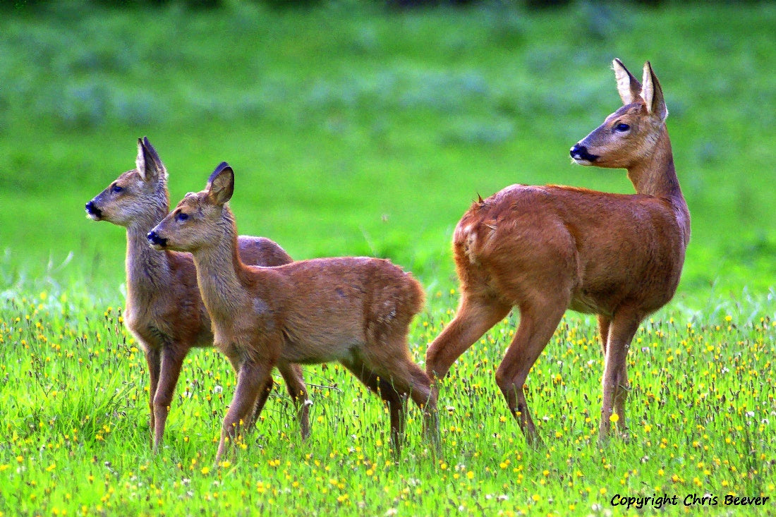 A Family of Roe Deer Portrait British Wildlife Art by Wigan UK Artist and Photographer Christopher Beever Available as a small to XXXL wildlife Canvas Print, Wildlife Framed Print, Wildlife print Cushion, Wildlife print Poster, Wildlife print sofa throw, wildlife print blanket, wildlife fine art print poster, wildlife print bedding.