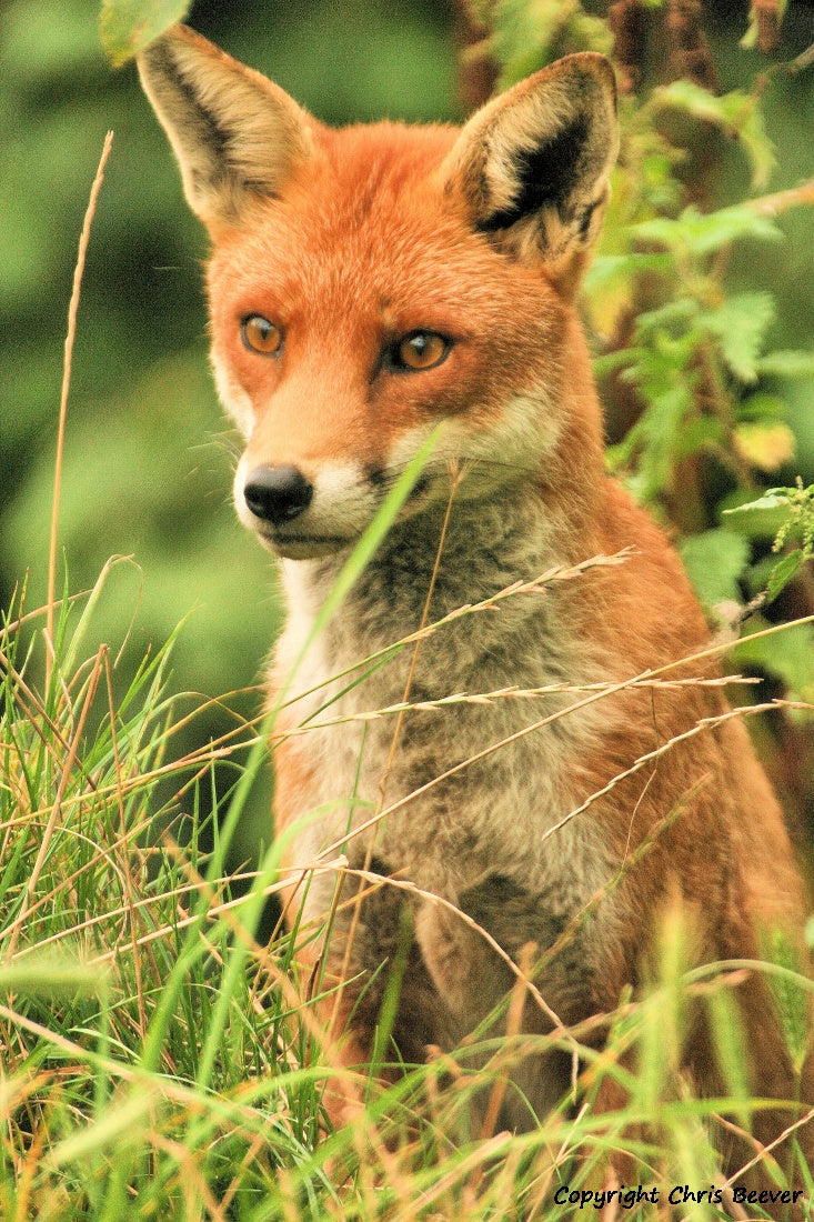 A UK Red Fox Portrait British Wildlife Art by Wigan UK Artist and Photographer Christopher Beever Available as a small to XXXL wildlife Canvas Print, Wildlife Framed Print, Wildlife print Cushion, Wildlife print Poster, Wildlife print sofa throw, wildlife print blanket, wildlife fine art print poster, wildlife print bedding.