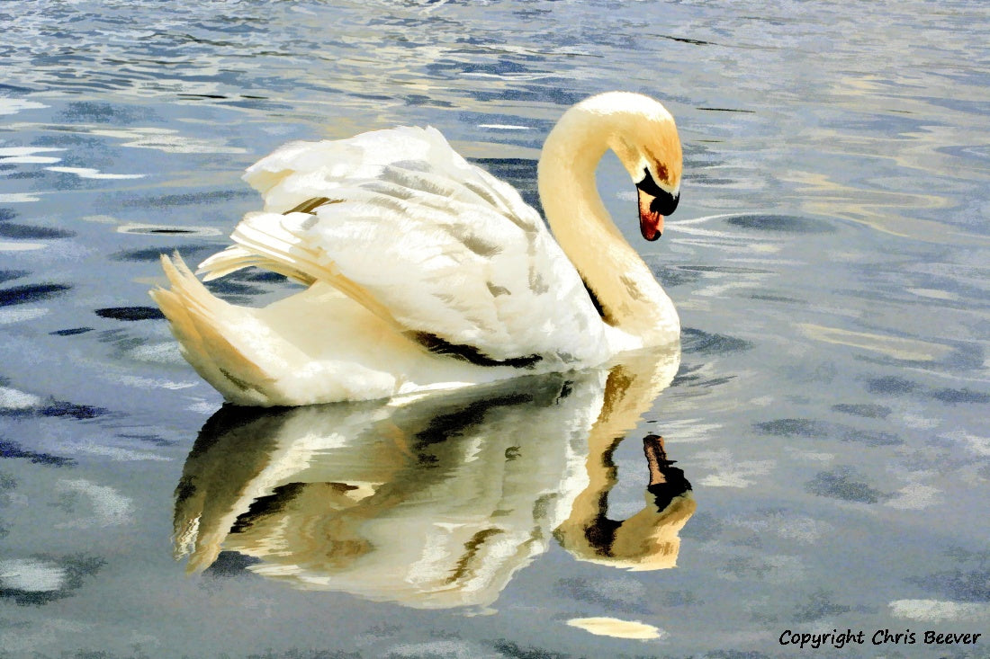 A Royal Mute Swan Portrait British Wildlife Art by Wigan UK Artist and Photographer Christopher Beever Available as a small to XXXL wildlife Canvas Print, Wildlife Framed Print, Wildlife print Cushion, Wildlife print Poster, Wildlife print sofa throw, wildlife print blanket, wildlife fine art print poster, wildlife print bedding.